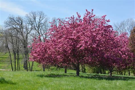 dwarf weeping crabapple tree.